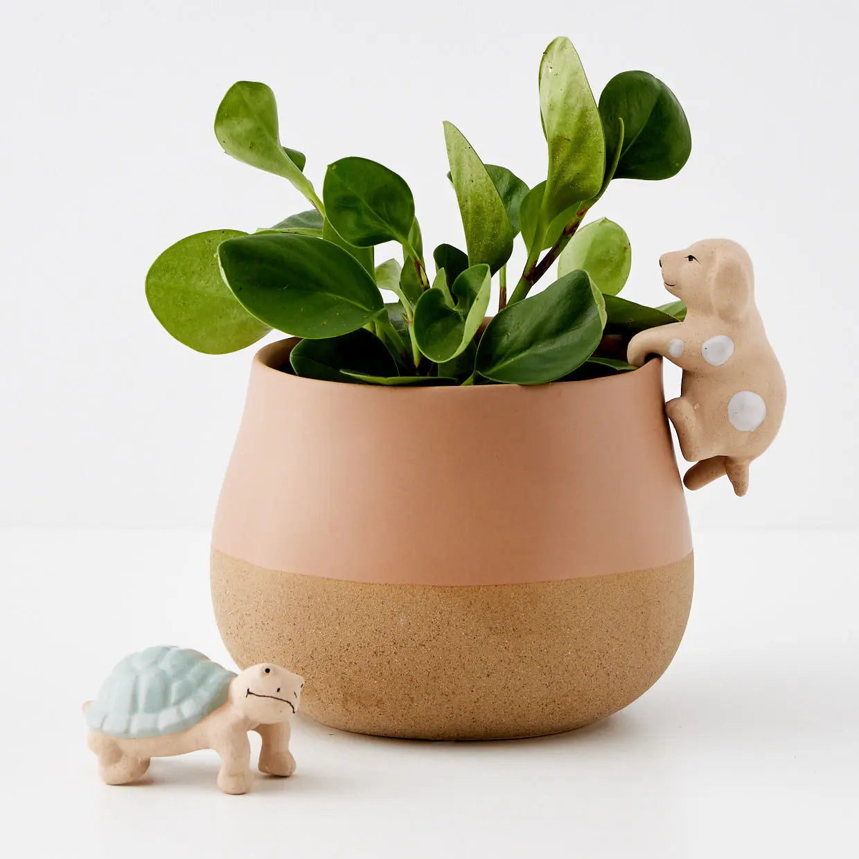 Timmy Turtle Ceramic Pot Hanger - GigiandTom