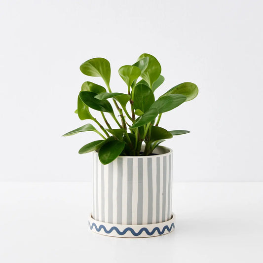 Cirque Ceramic Plant Pot Blue - GigiandTom