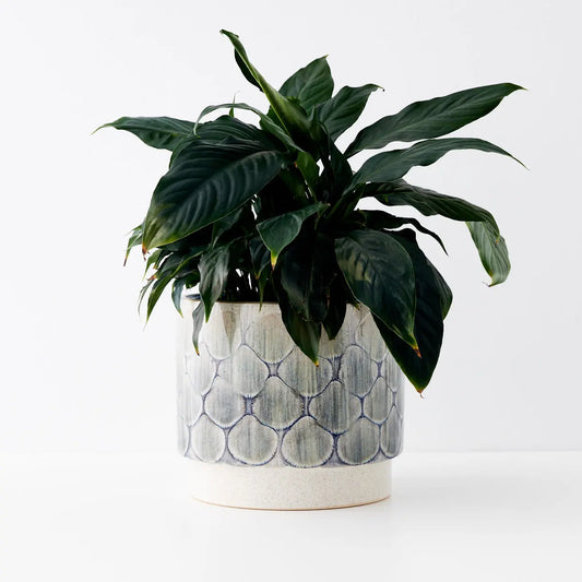 Plume Glazed Ceramic Plant Pot - GigiandTom